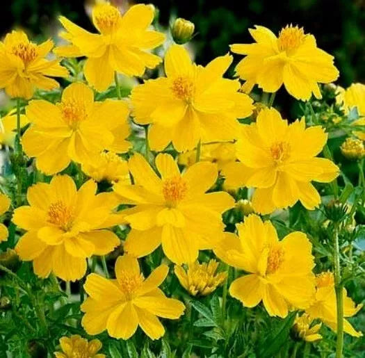Cosmos Seeds 100 Ct Tall Yellow Sulphur Annual Flower Garden - Cosmos sulphureus