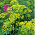 Dill Herb Bouquet | 50+ Heirloom Non-GMO Organic | Anethum graveolens | USA