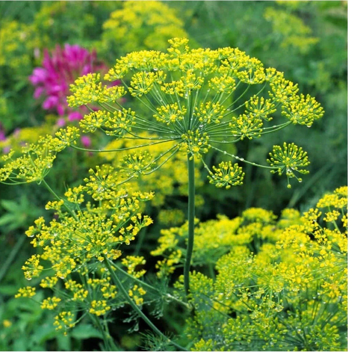 Dill Herb Bouquet | 50+ Heirloom Non-GMO Organic | Anethum graveolens | USA