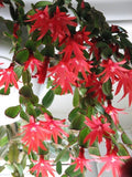 Red Easter Cactus Live Plant - 4" Pot - 8" Tall - Rhipsalidopsis Gaertneri - Spring Blooming Cactus