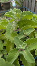 Cuban Oregano Cuttings - 3 Unrooted Ajwain Karpooravalli - Plectranthus Amboinicus - Fresh Herb for Cooking