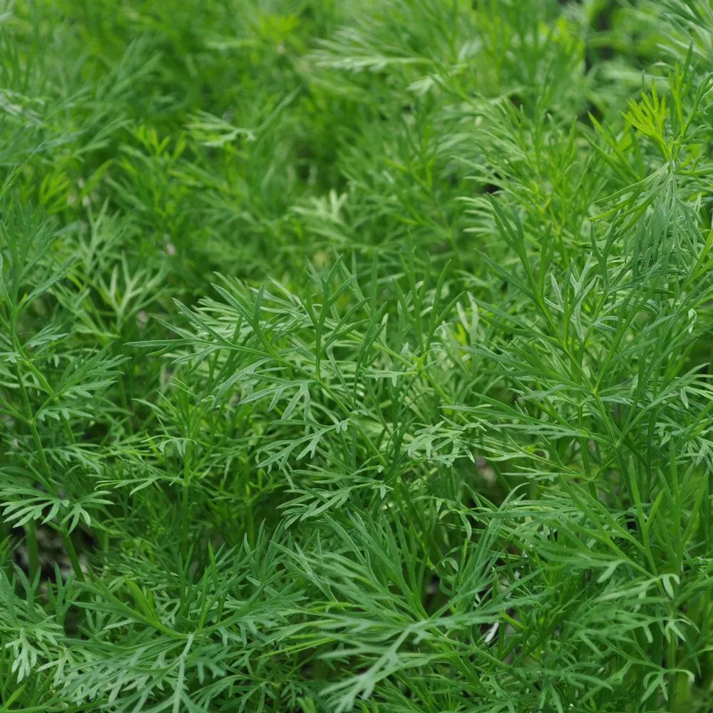 Dukat Dill Plant, Heirloom NON-GMO, Leafy Foliage, Anethum graveolens, Fresh Herb Seedling, Garden Herb