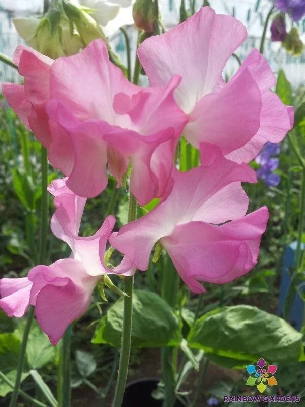 Aunt Jane Sweet Pea Seeds - 50+ Pack for Garden Planting - Lathyrus odoratus - USA Grown, Free Shipping