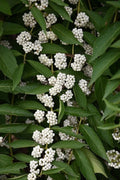White American Beautyberry Cuttings | Callicarpa americana lactea | 3 Premium Cuttings for Planting