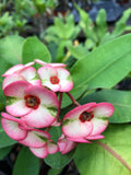 Thai Hybrid Crown of Thorns Lullabye Rooted Cutting - Euphorbia milii