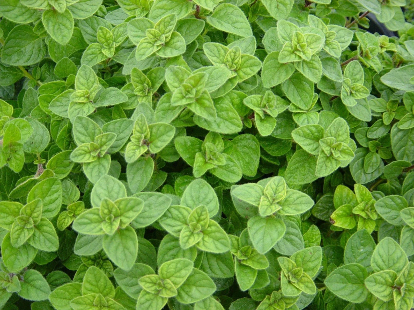 Greek Oregano Herb, NON-GMO, Winter Marjoram, Various Sizes, Origanum vulgare