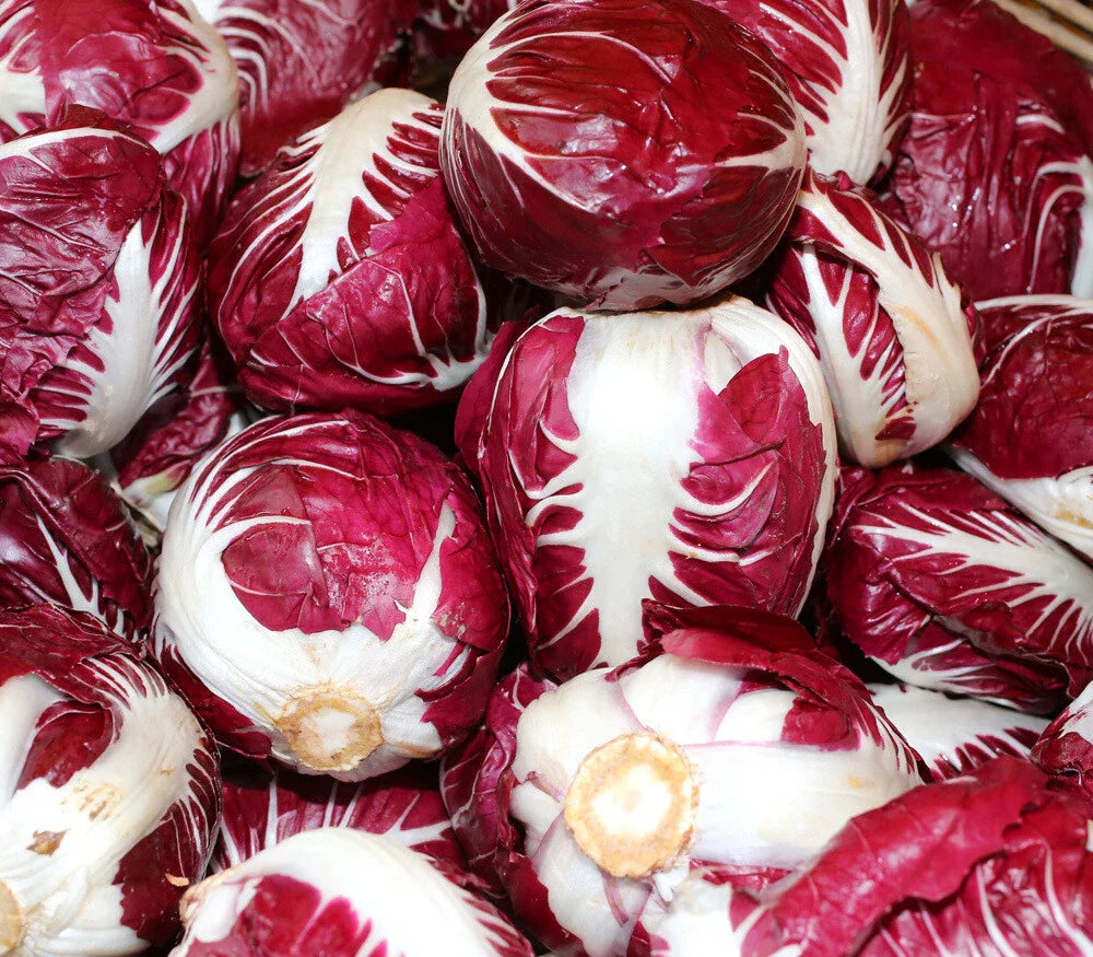 Radicchio Seeds 200+ Non-GMO Rouge de Verona for Vegetable Garden - Italian Leafy Greens, USA Grown