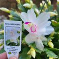 Holiday Cactus 4" White Youp Schlumbergera Truncata Thanksgiving Cactus