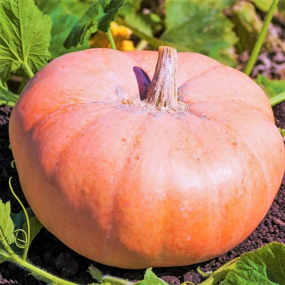 Pink Jaune De Paris Pumpkin Seeds | Fairytale Porcelain Doll Pumpkin Seeds | Heirloom Variety for Garden Planting