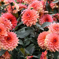 Dahlia Seeds - 35+ Non-GMO Fresh Flower Seeds for Gardening - Annual Plant, Colorful Variety