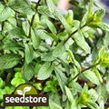 Peppermint Seeds | Heirloom Non-GMO Herb Seeds | Mentha piperita | Organic Gardening Supplies