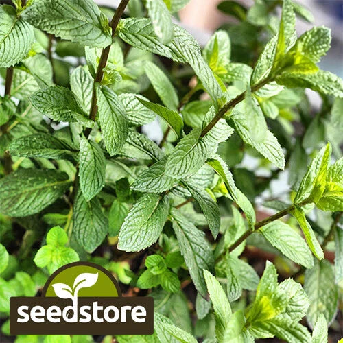Peppermint Seeds | Heirloom Non-GMO Herb Seeds | Mentha piperita | Organic Gardening Supplies