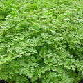 Curled Chervil Seeds - Fresh Herb Seed for Gardening - Anthriscus cerefolium