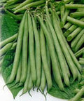 Slenderette Bush Bean Seeds - NON GMO - 20+ Seeds - Great Tasting and Healthy - Phaseolus vulgaris