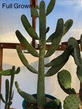 Sour Prickly Pear Cactus Starts - Consolea Rubescens - Fast Growing Rooted Plant - Ideal for Cactus Lovers