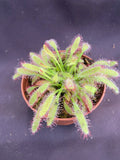 Drosera capensis 'Mini Red' | 2.5" Pot | Rooted Carnivorous Plant | Unique Red Variety