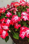 Busy Lizzy Seeds 100 Count - Impatiens Super Elfin XP Red Starburst - Non-California Shipping