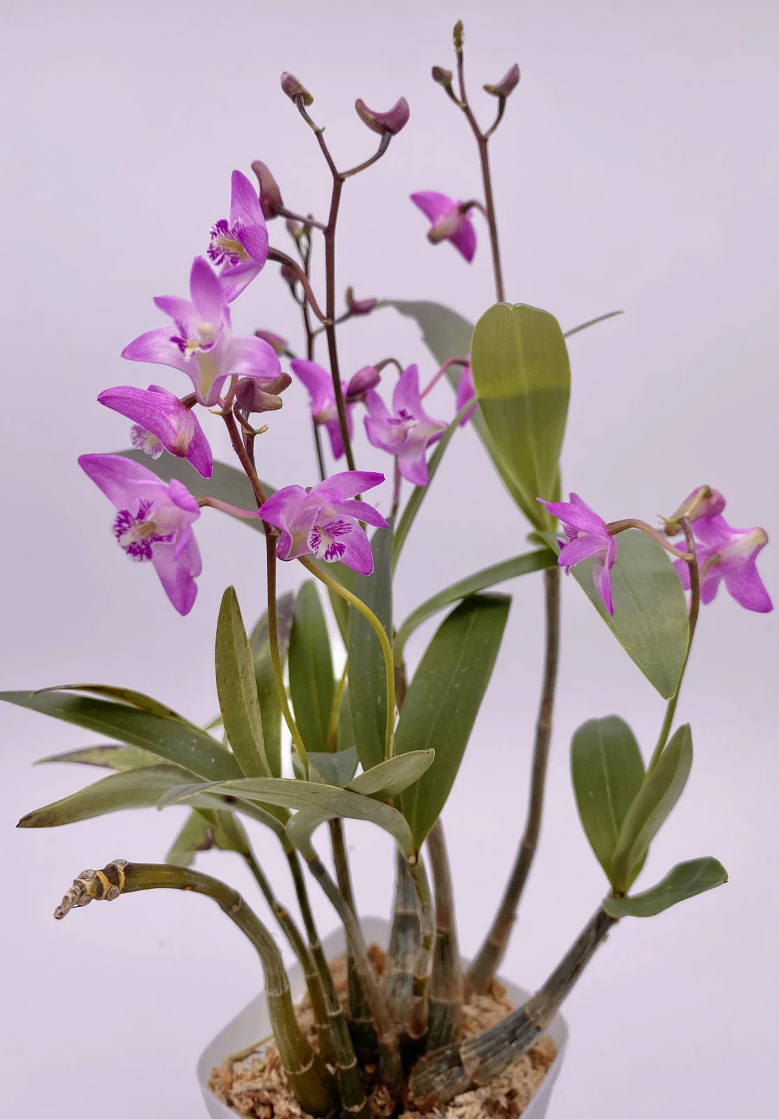 Dendrobium KINGIANUM Orchid Plant - Fragrant Miniature Flower - Easy to Grow Indoor Plant