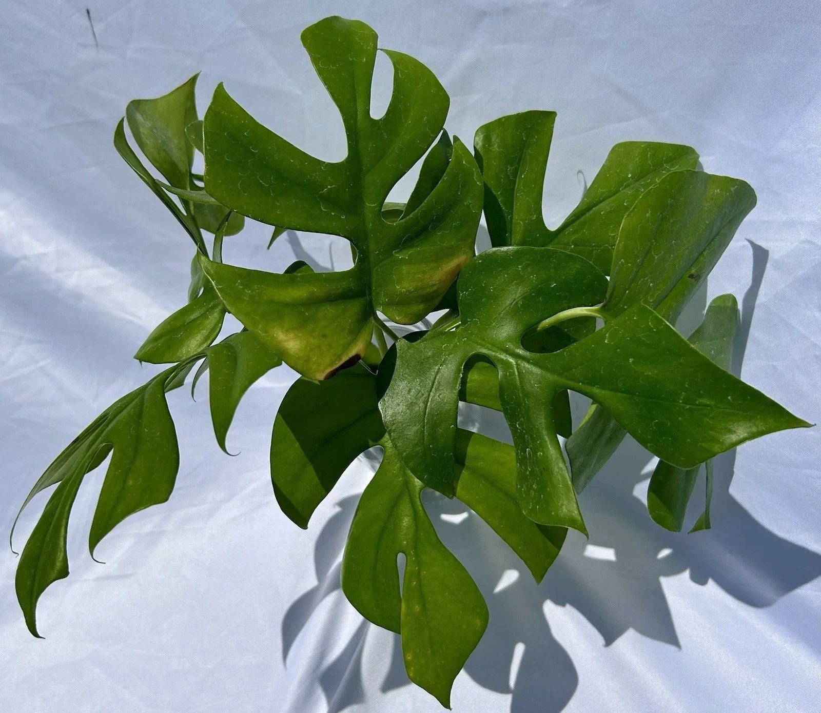 Rooted Rhaphidophora Tetrasperma Cuttings - Mini Monstera Live Plant - Tropical Indoor Plant