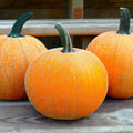 Winter Luxury Pie Pumpkin Seeds | Sweet Sugar Pumpkins | Gourmet Farm Seed | Cucurbita pepo | 2025