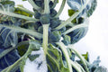 Hestia Brussels Sprouts Seeds - 500+ Count - Organic Vegetable Seeds for Garden Planting - Brassica oleracea