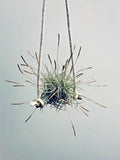 Air Plant Set 4pc - Tillandsia Recurvata - Low Maintenance Indoor Decor - Perfect for Home or Office