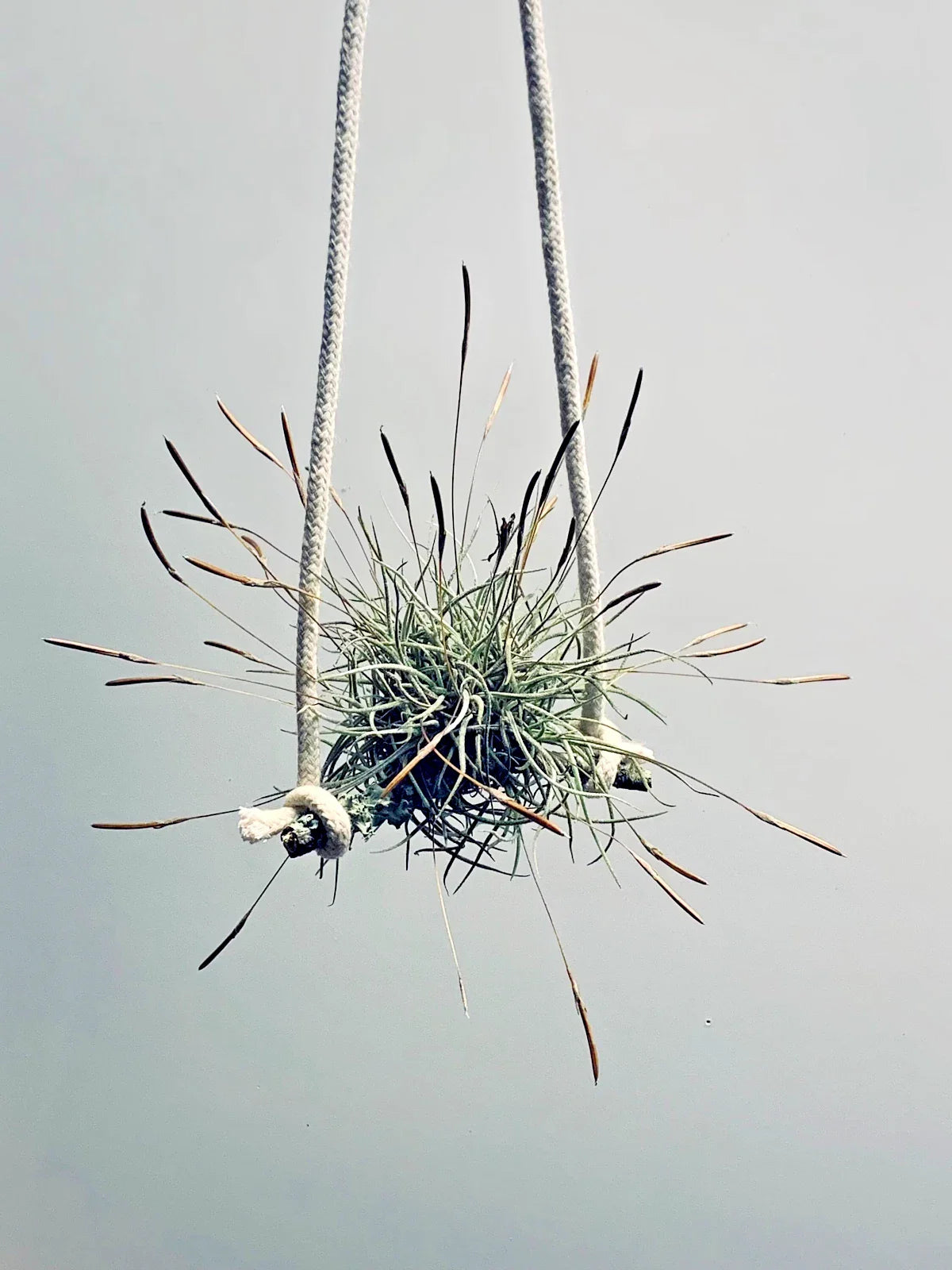 Air Plant Set 4pc - Tillandsia Recurvata - Low Maintenance Indoor Decor - Perfect for Home or Office
