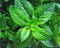 Peppermint Seeds - 50 Pack - Medicinal Herb for Seasoning - Mentha × piperita