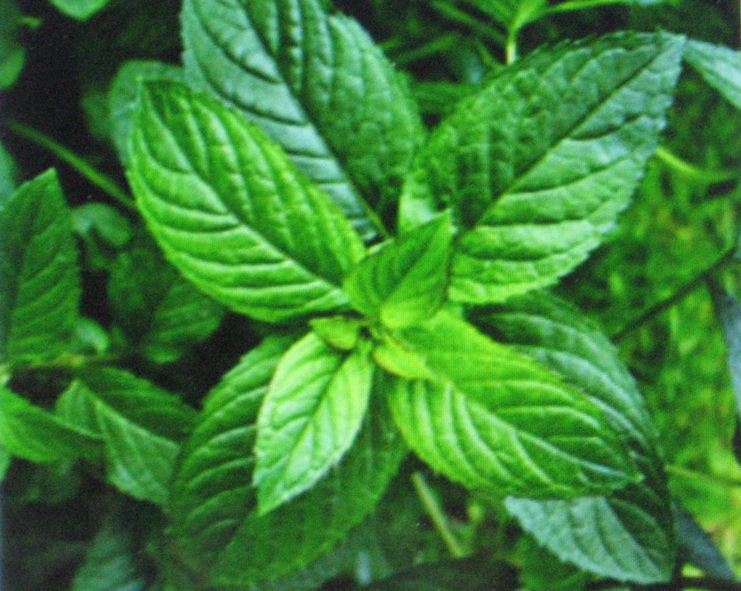 Peppermint Seeds - 50 Pack - Medicinal Herb for Seasoning - Mentha × piperita