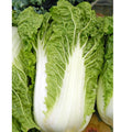 Napa Cabbage Seeds 200+ Heirloom Non-GMO Organic Michihili Chinese Cabbage Seeds