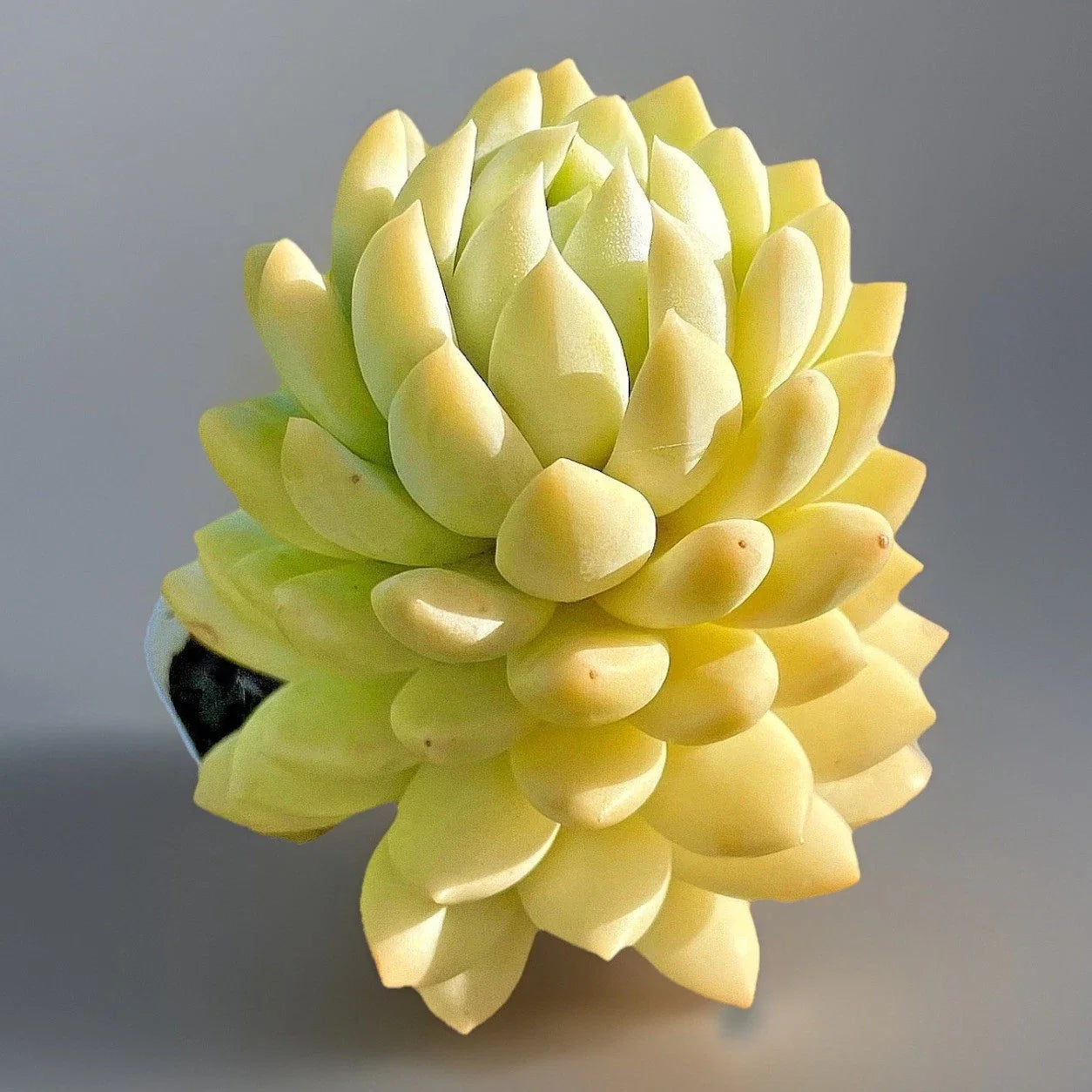 Rare Succulent Live Plant 2-Inch Sedeveria Lilac Mist Fully Rooted (Sedeveria) - Unique Colorful Hybrid for Plant Lovers
