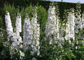 White King Larkspur Seeds - Pre-Stratified, Delphinium consolida, 30 Seeds, Free Shipping