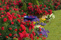 Scarlet Flower Carpet Groundcover Rose Cuttings - Everblooming, 6 Pack - Rosa 'Flower Carpet'