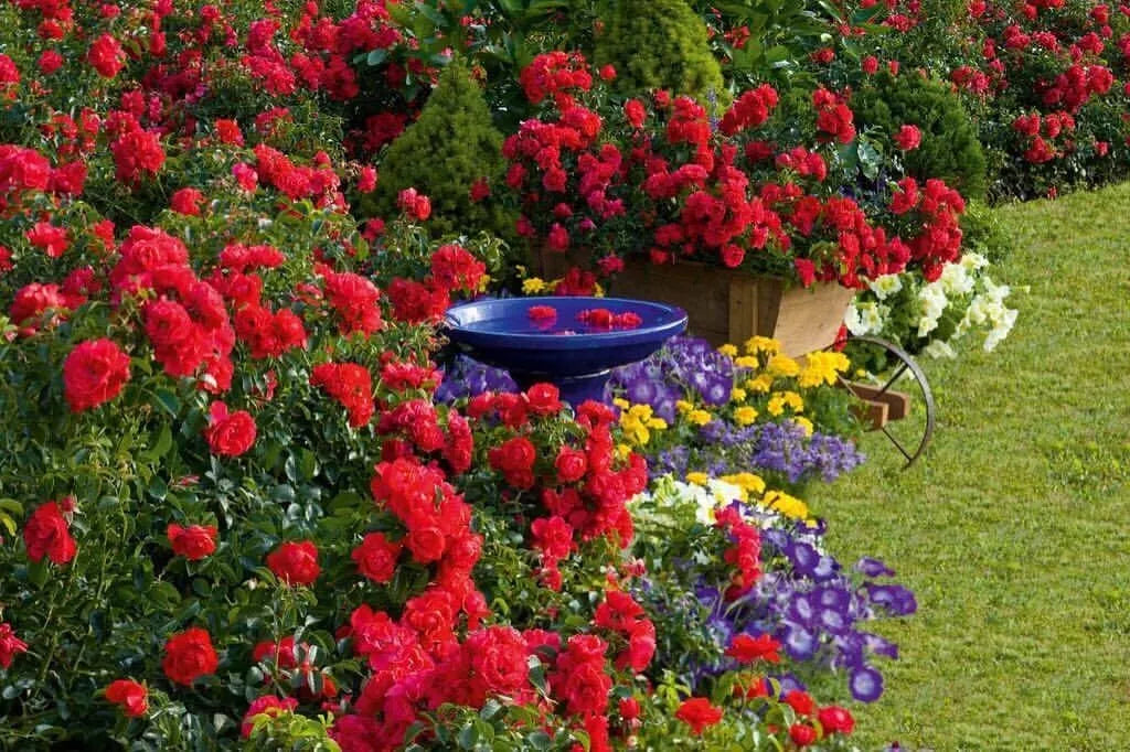 Scarlet Flower Carpet Groundcover Rose Cuttings - Everblooming, 6 Pack - Rosa 'Flower Carpet'