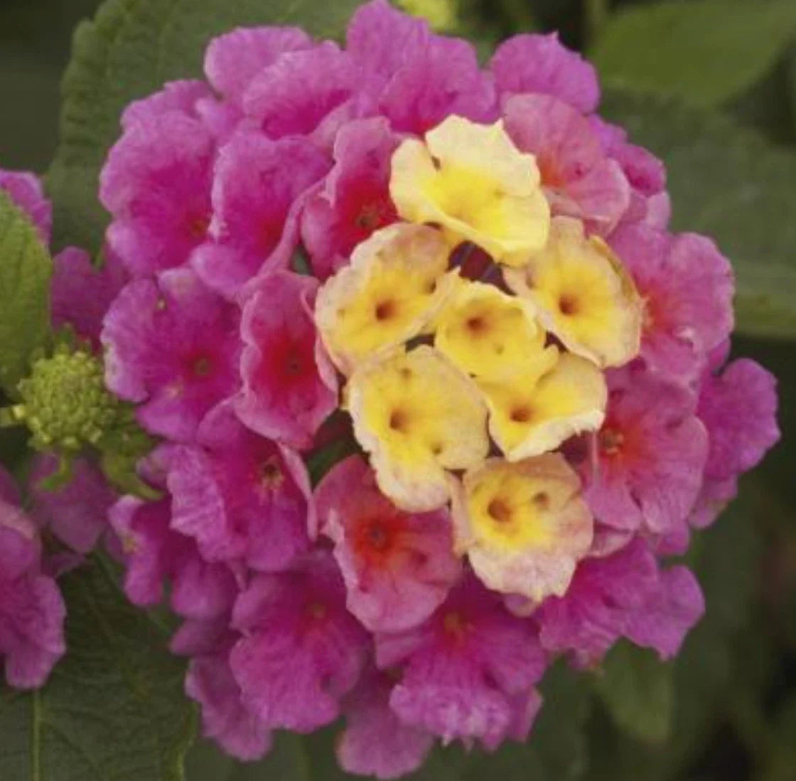 Lantana Bandana Pink Live Annual Plants - 4 Baby Starter Plugs, Lantana camara, Pink Blooms, Vigorous Spreading Coverage