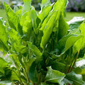 Sorrel Seeds - Large Leaf Heirloom Non-GMO Herb Seeds - Rumex acetosa - Free Shipping