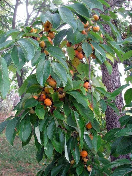 American Persimmon Trees 6" Sapling Seedlings Diospyros Virginiana Live Plants Edible Fruit 2 Pack