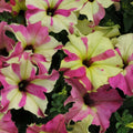 Petunia Seeds, 10 Pelleted Seeds, Sophistica Lime Bicolor, Petunia × atkinsiana