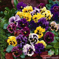 Rococo Mix Pansy Seeds - 200+ Count - Viola Flowers - Ideal for Garden Planting - USA Grown