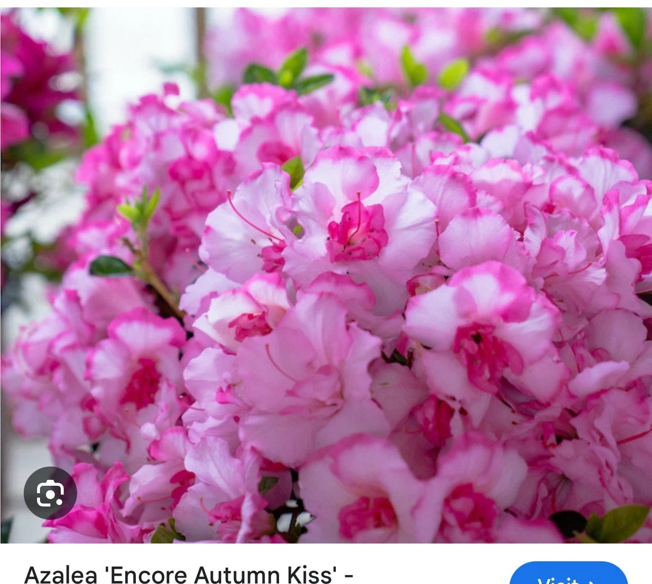 Encore Autumn Kiss Azalea Starter Plant - Deciduous Well-Rooted - Rhododendron 'Autumn Kiss'