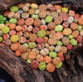 Lithops Living Stones - 10 Pc Random Mix - Succulent Plants - Bare Root - Unique Desert Variety