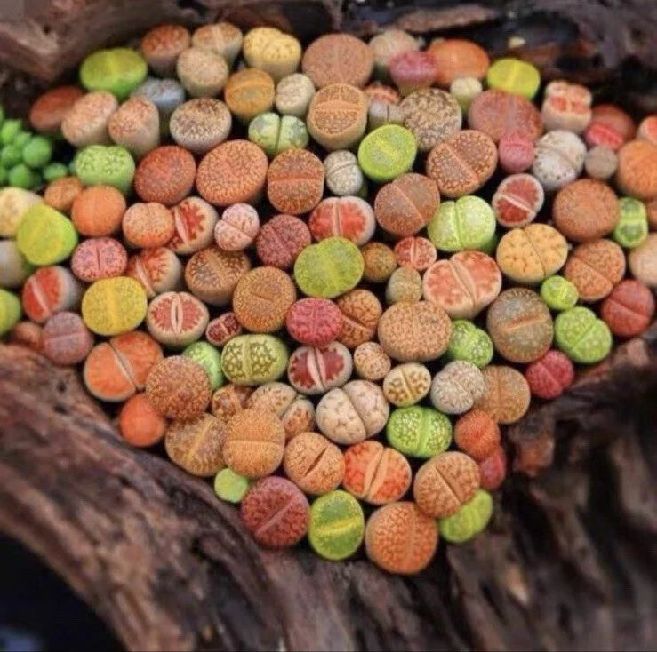 Lithops Living Stones - 10 Pc Random Mix - Succulent Plants - Bare Root - Unique Desert Variety