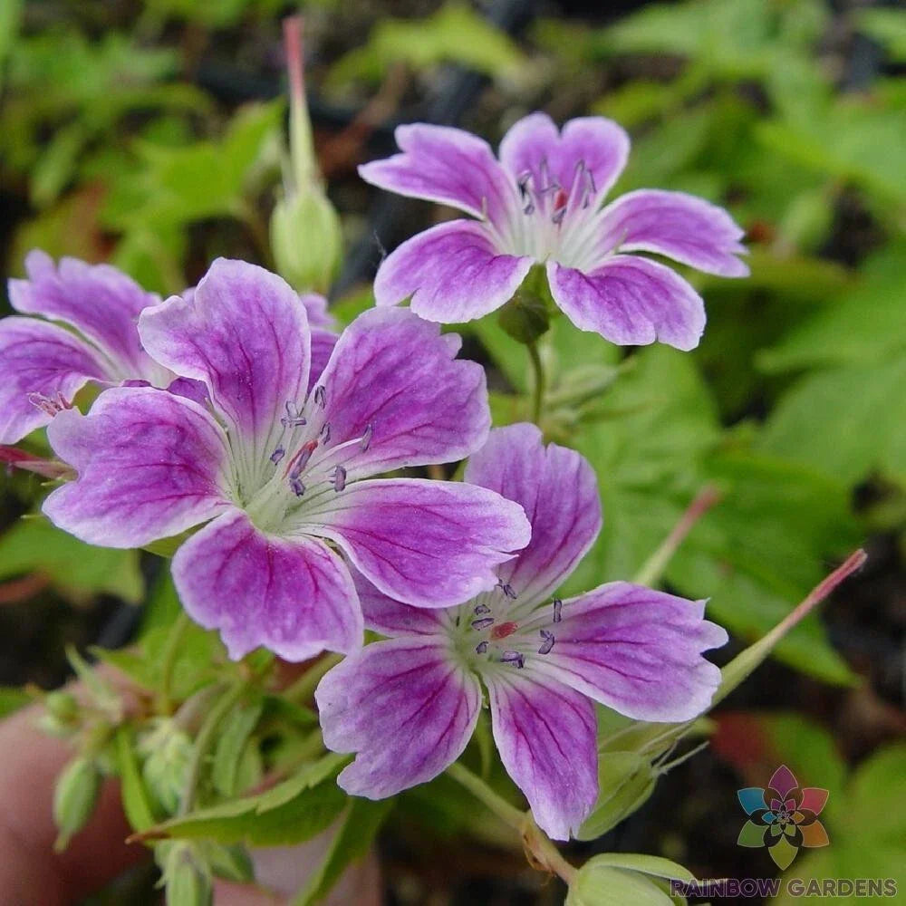 Whiteleaf Geranium Seeds - 25+ Seeds for Garden Planting - Pelargonium hortorum - USA