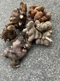 Ginger Roots Set - Black Ginger, Red Ginger, Aromatic Ginger & Black Turmeric - Culinary Herbs for Flavorful Dishes