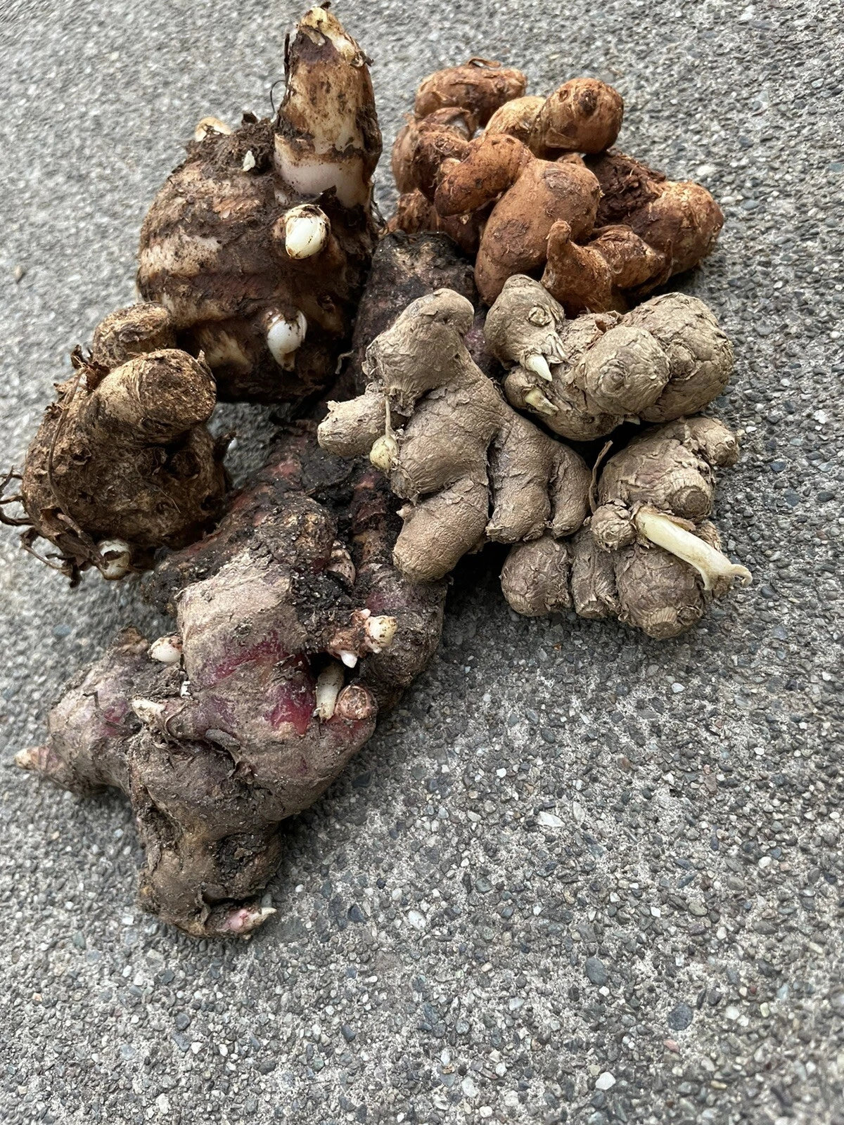 Ginger Roots Set - Black Ginger, Red Ginger, Aromatic Ginger & Black Turmeric - Culinary Herbs for Flavorful Dishes
