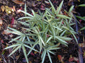 Dwarf White Stripe Bamboo Seeds - 50 Count - Clumping Privacy Plant for Garden - Shade Screen (Bambusa multiplex)