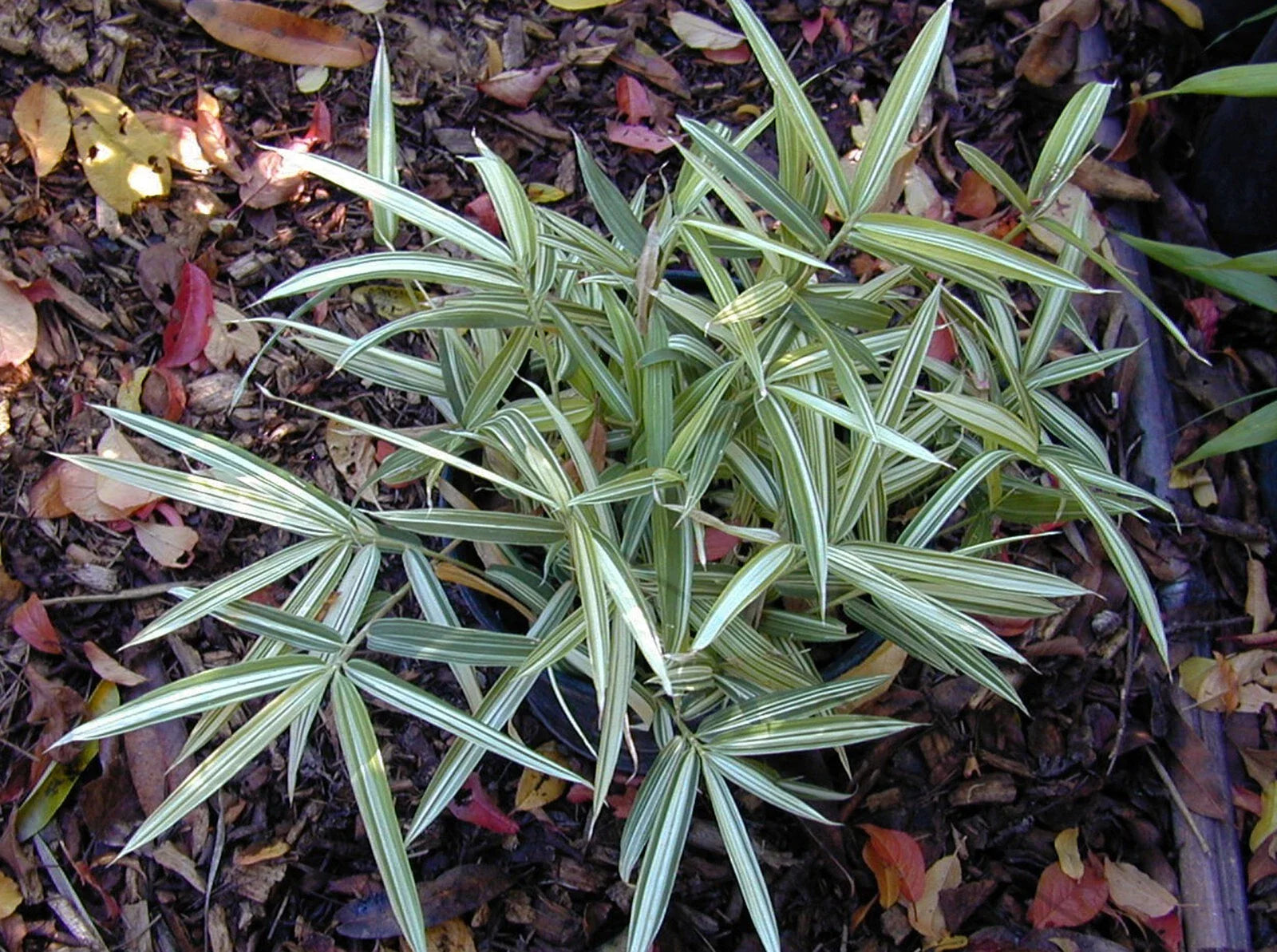 Dwarf White Stripe Bamboo Seeds - 50 Count - Clumping Privacy Plant for Garden - Shade Screen (Bambusa multiplex)