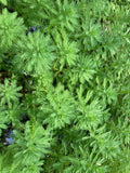 Parrot Feather Aquatic Plants - 15 Pack - Myriophyllum aquaticum - Hardy Perennial for Ponds and Aquariums - Emersed Growth