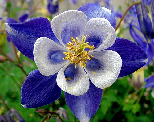 Columbine Seeds - 50 Bright Blue & White Perennial Flower Seeds - Aquilegia caerulea - US Seller