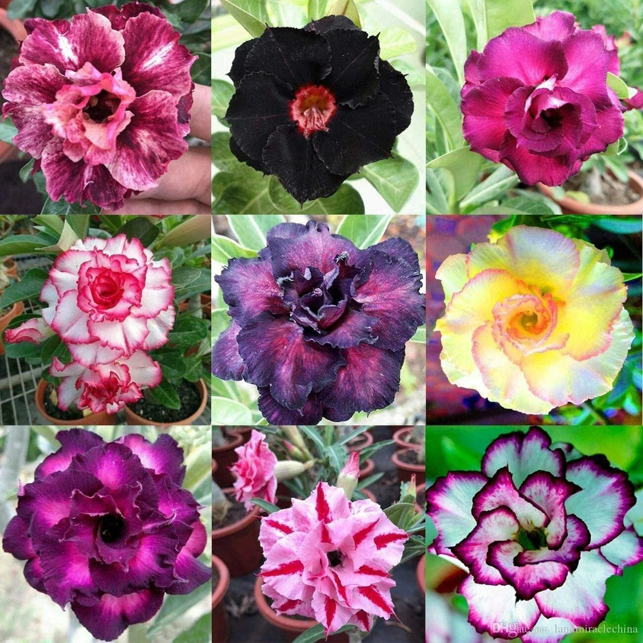 Desert Rose Seeds - 100 Mixed Color Adenium Obesum - Grow Your Own Flowering Plants